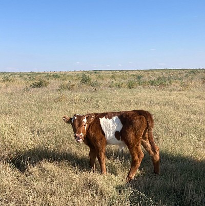 Mini Hereford/belted cross