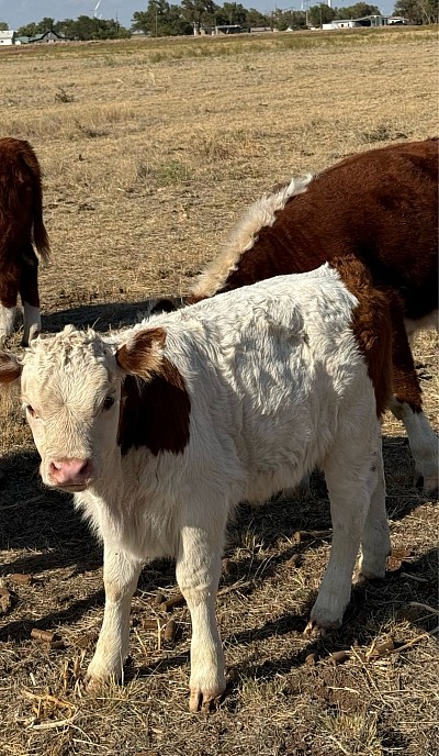 Mini panda heifer