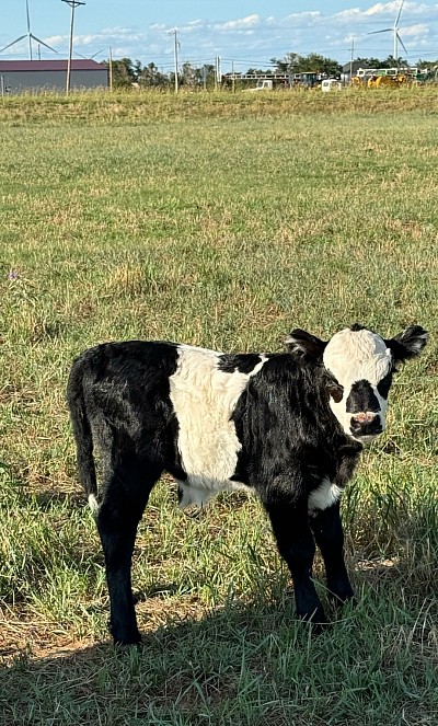 Mini Panda bull